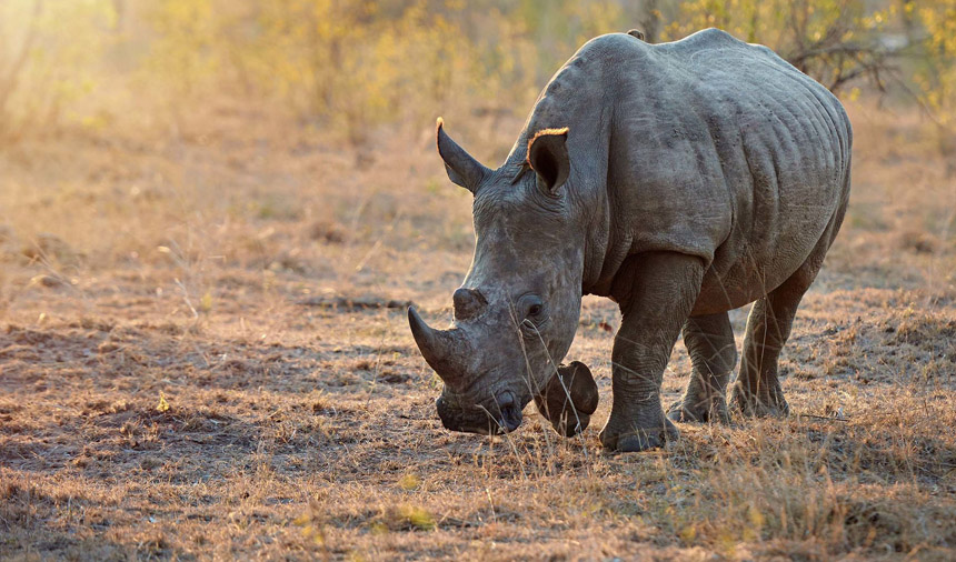 Best Places to See Rhinos