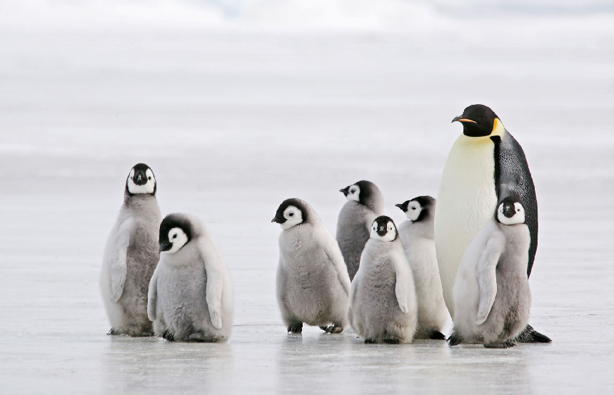 Best Places to See Penguins