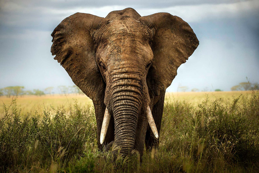 Best Places to See African Elephants