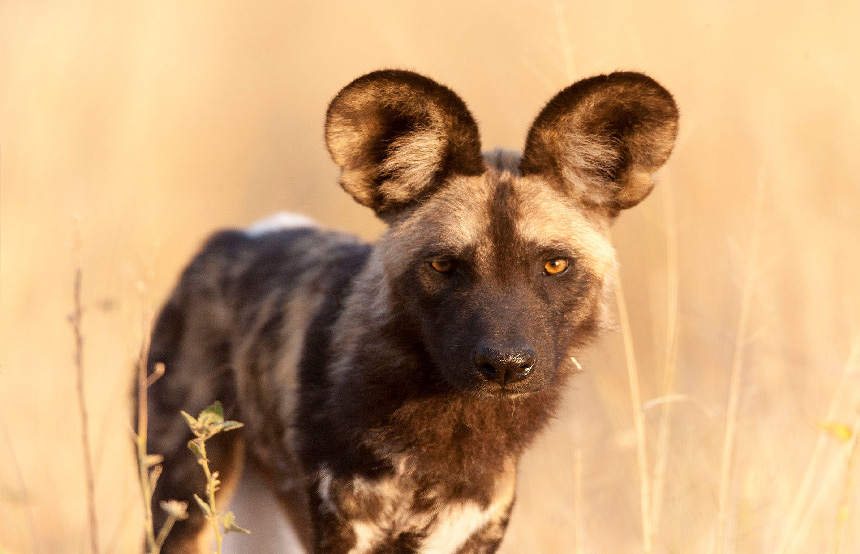 Best Places to See Wild Dogs