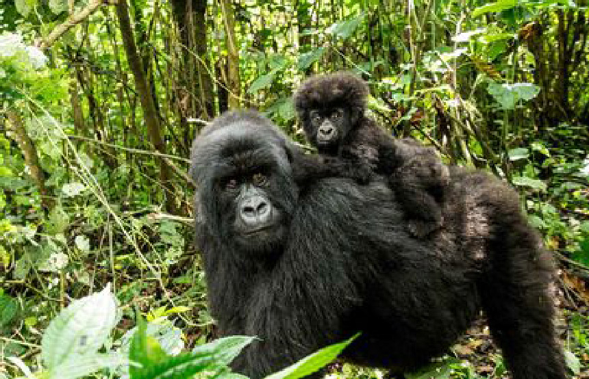 Best Places to See Gorillas