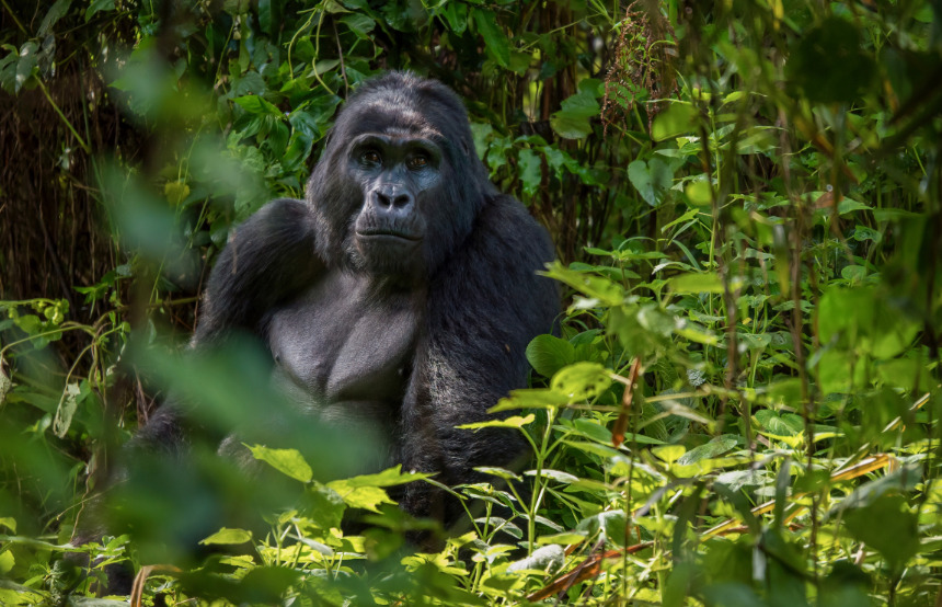 Best Places to See Gorillas