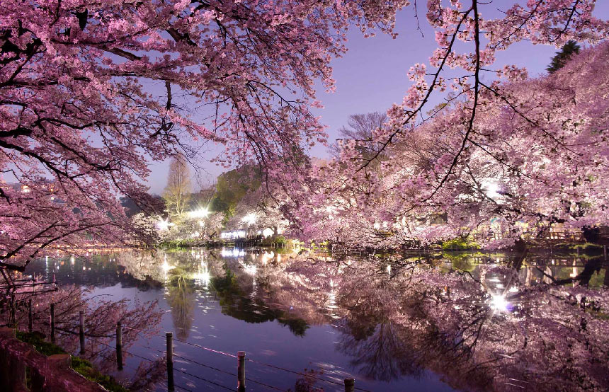The Japanese Cherry Blossom Season