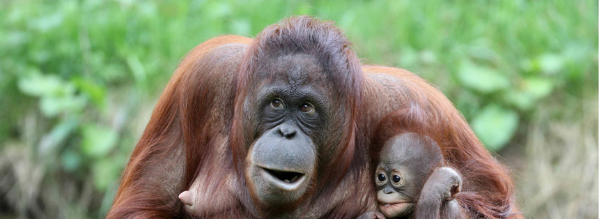 Where to Spot: Orangutans in Southeast Asia