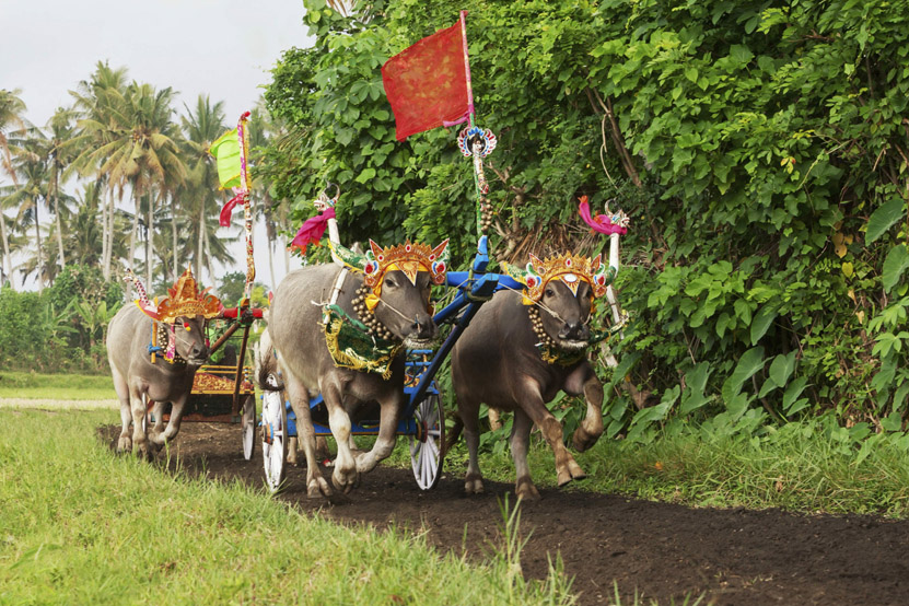 Water Buffalo Racing in Bali