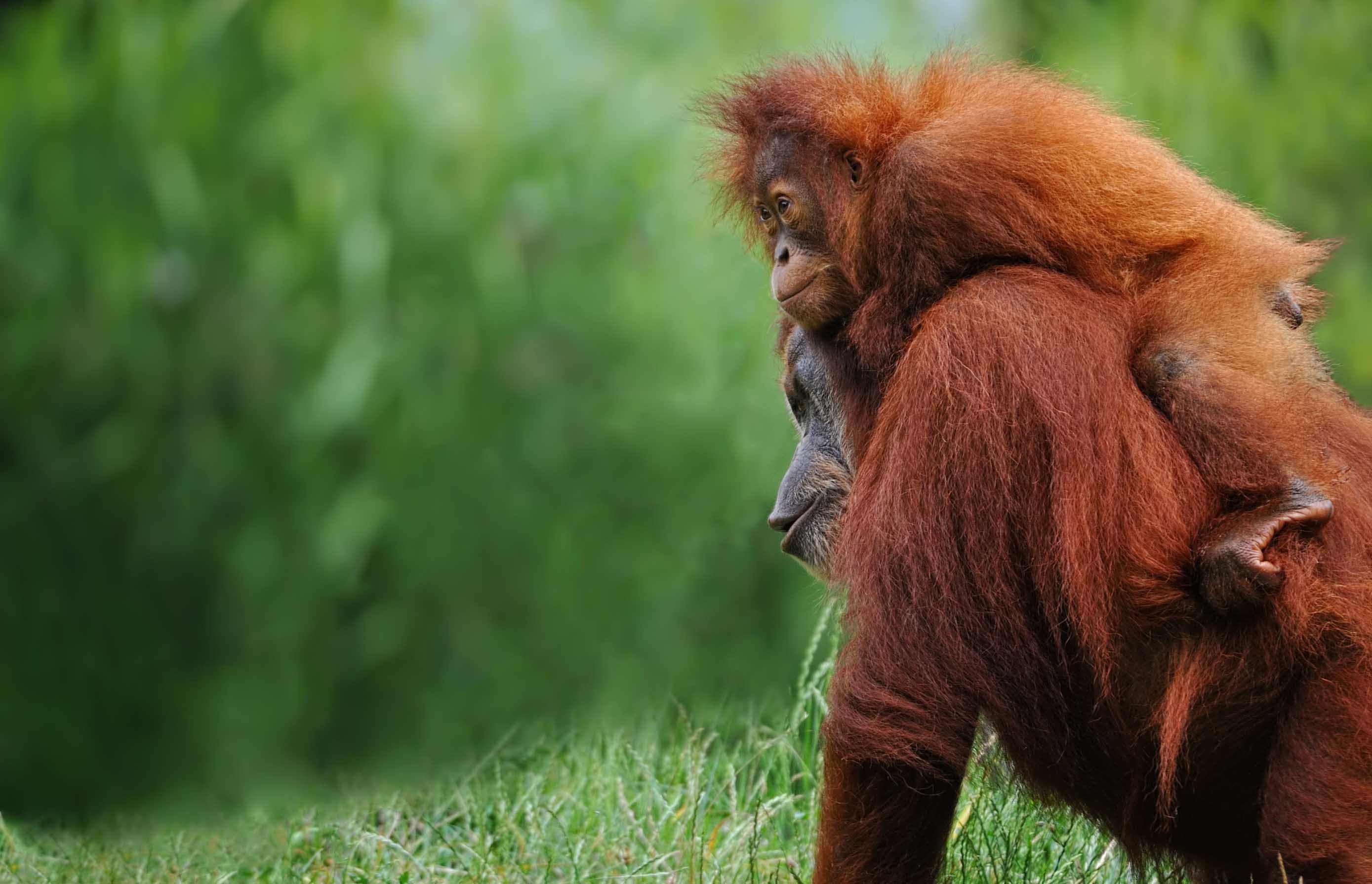 Adopt an orangutan in Borneo