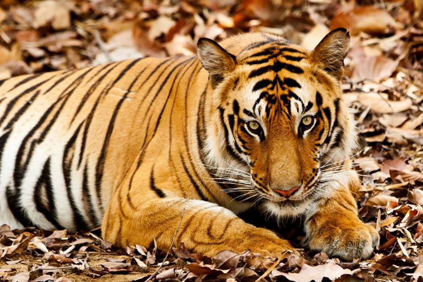 A Tiger Safari in India