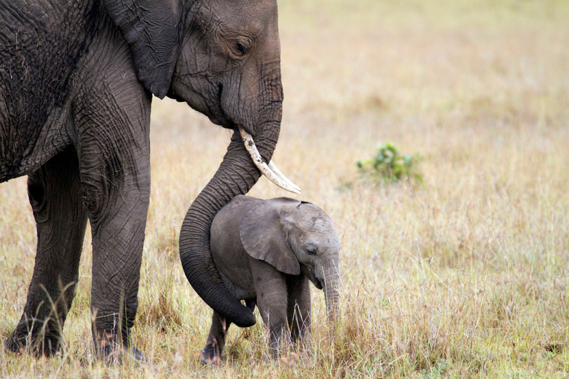 Conservation and Community in Kenya's Namunyak Conservancy