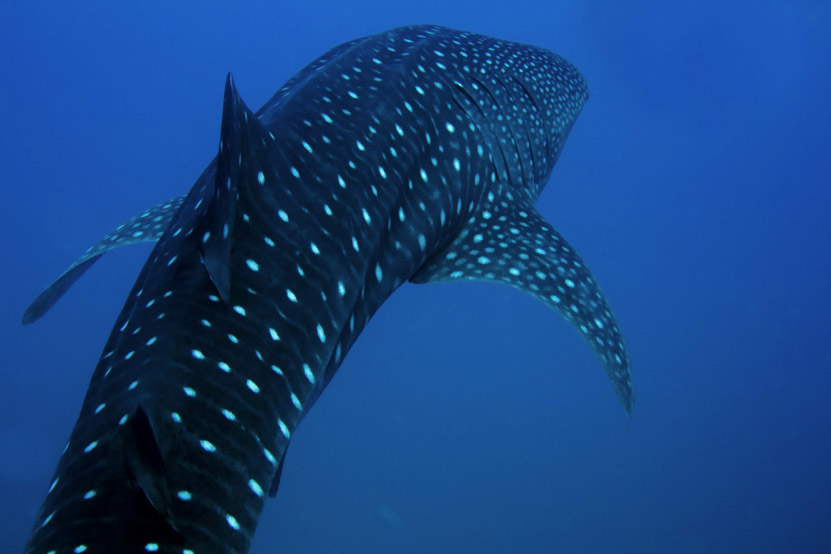 80 Senses: #31 - The Secret Place to Spot Whale Sharks