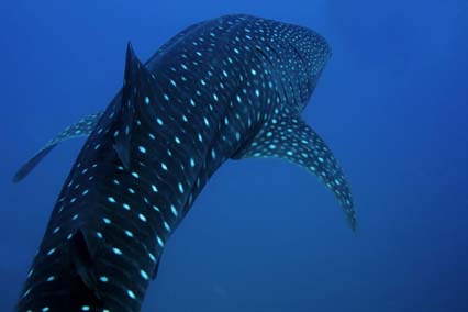 80 Senses: #31 - The Secret Place to Spot Whale Sharks