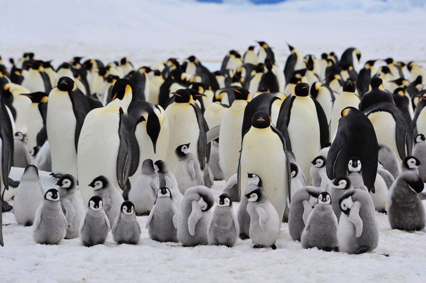 Where to Spot: Penguins
