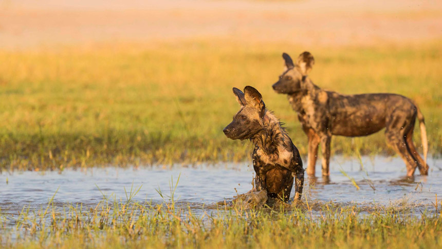 The Year of the Dog: Where to Spot the Wild Kind