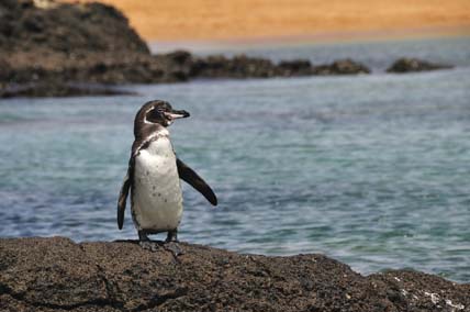 A Client View... Sailing through the Galapagos Islands