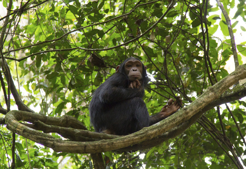 80 Senses: #45 - Watching wild chimpanzees in the Mahale Mountains