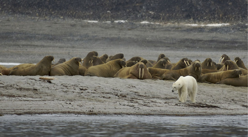 80 Senses: #61- Polar bears in Svalbard