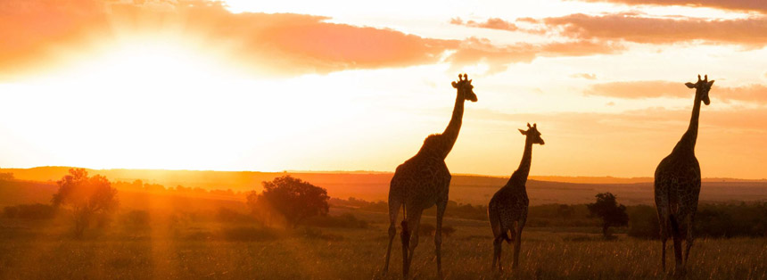 Unforgettable Africa: Make the Most of These Special Rates
