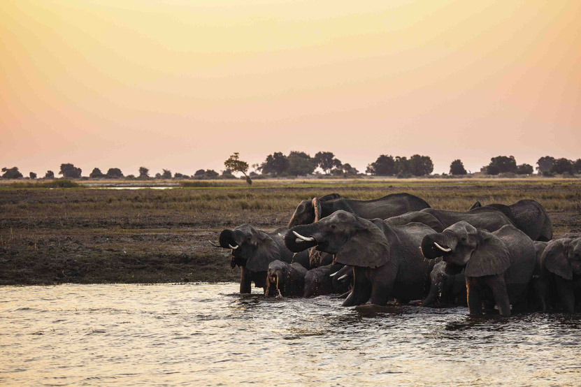 Botswana Safari: What to expect