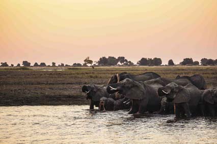 Botswana Safari: What to expect