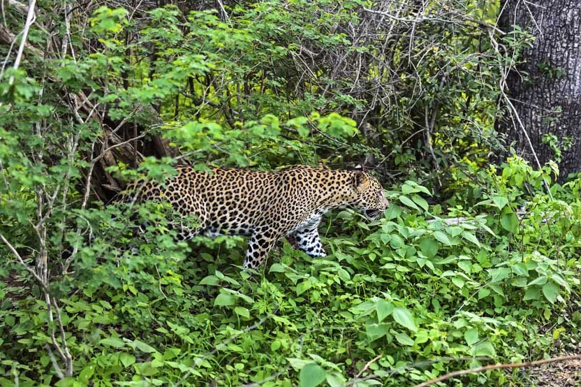 The Magic of Sri Lanka