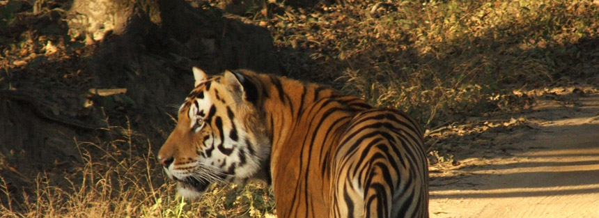 Madhya Pradesh: Patrolling Tiger Country
