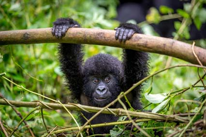 Rwanda Wildlife: Rwanda Welcomes Newborn Gorilla Twins