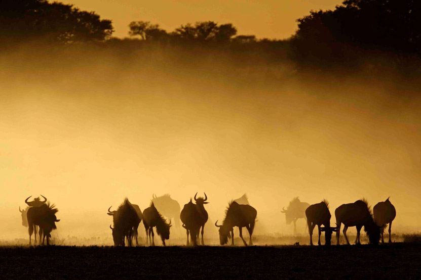 Safari Holidays Through Expert Eyes: Kruger National Park & Sabi Sands, South Africa
