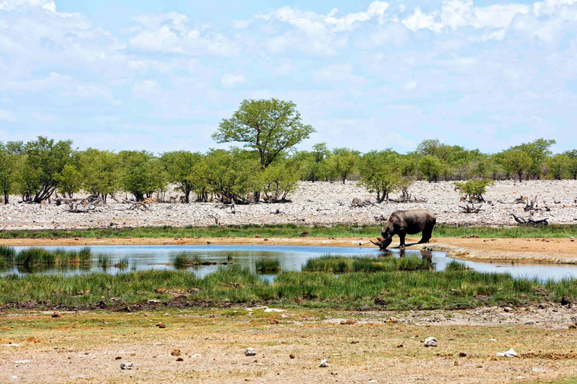 Where to Spot What on an African Safari