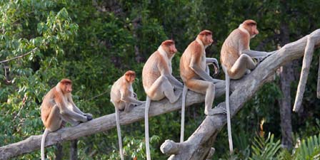 Your Child's First Expedition: Borneo