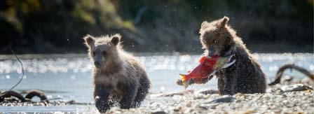 On the Lookout: the Best Places to See Bears in Canada