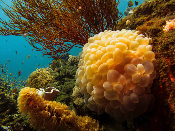 Silolona Liveaboard Dive Boat