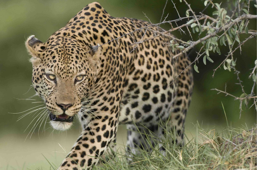 Big Cat Safaris: Go Wild!