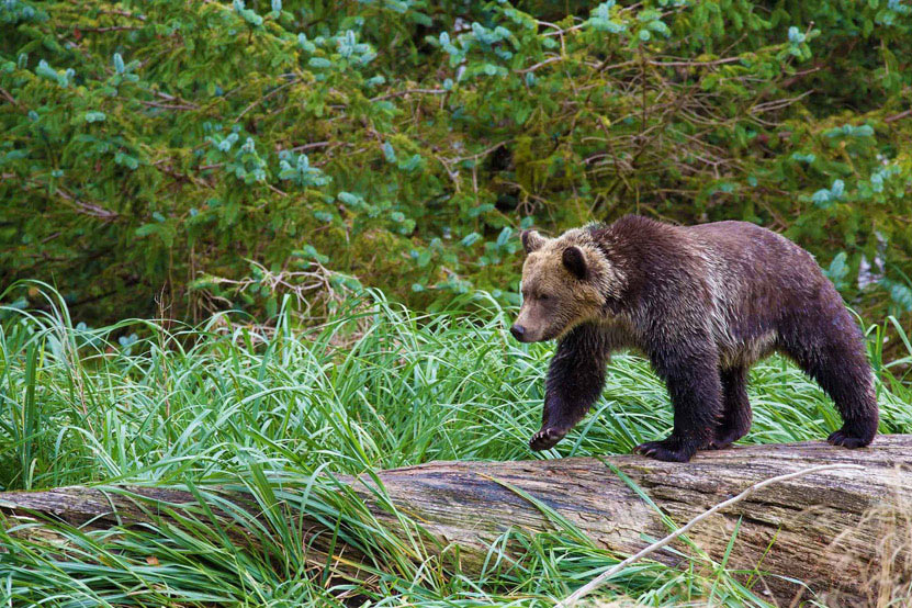 Exploring British Columbia's Magnificent Wildlife