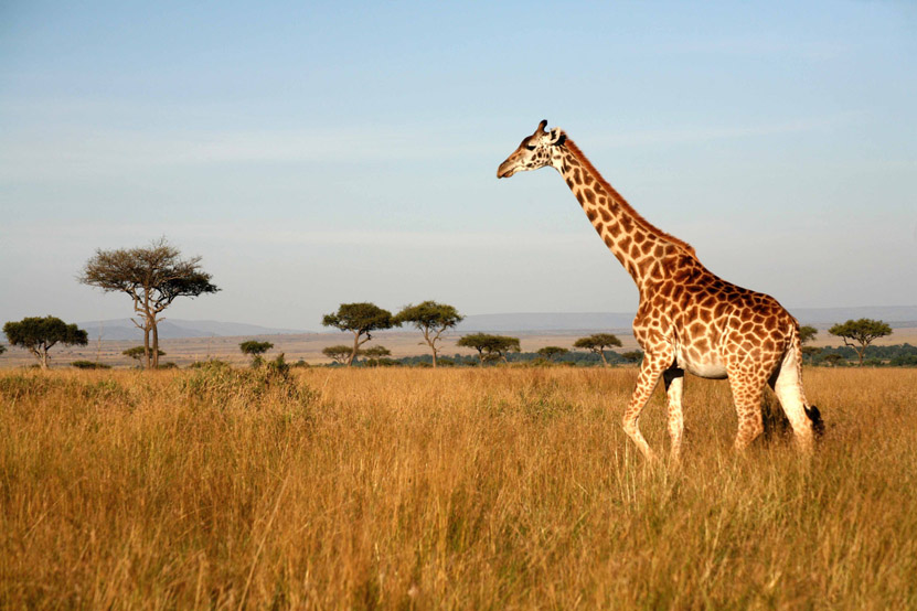 Responsible Safaris in South Africa