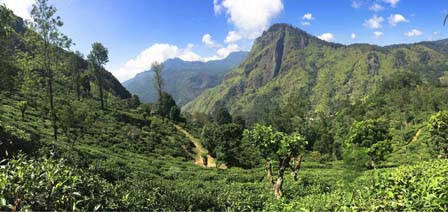 Top 5 Tea-Based Activities in Sri Lanka