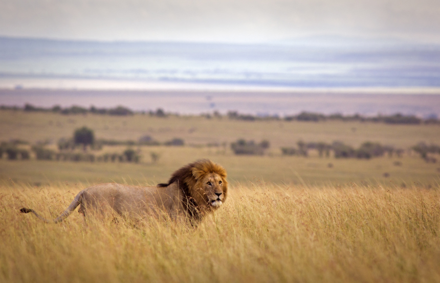 most lions tours