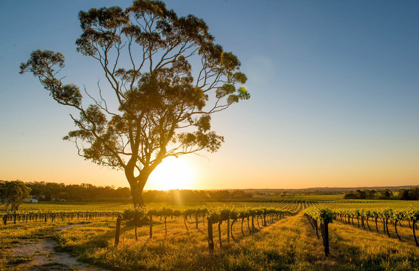 Sing for your Supper: Our Top Australian Foodie Experiences