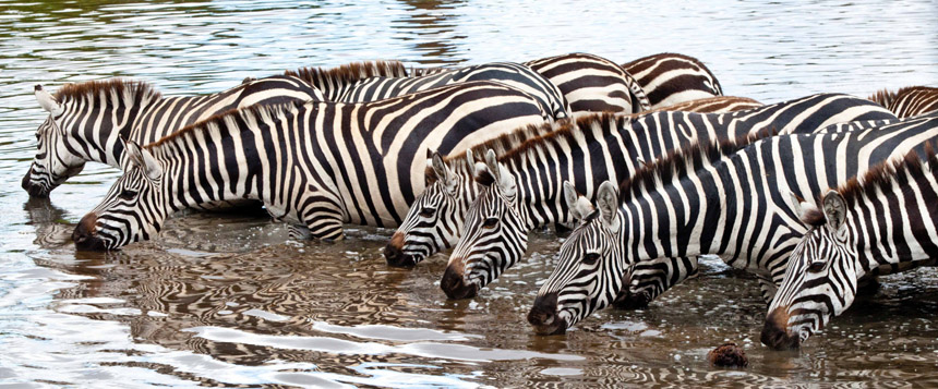 Tanzania Safaris: Q&A with the Experts