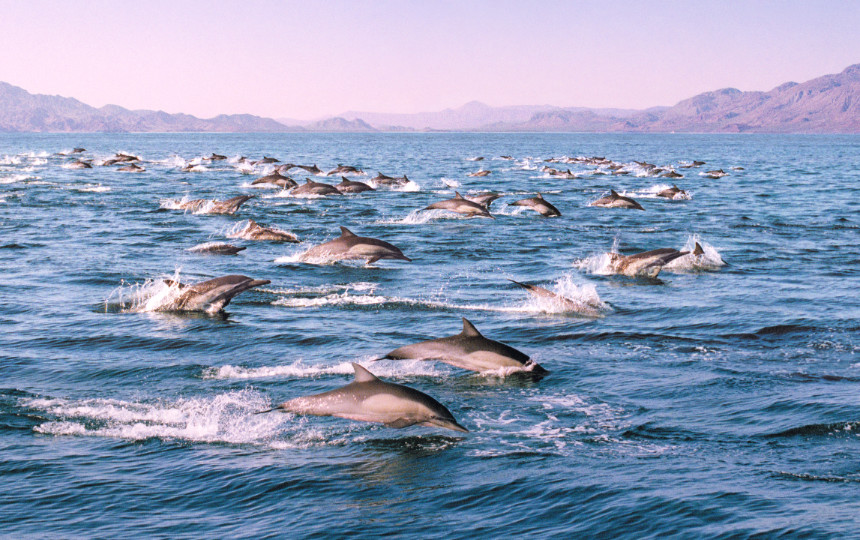 The Best Places to See Dolphins