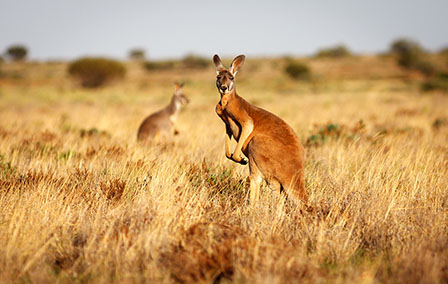 Our Top Seven Best National Parks in Australia