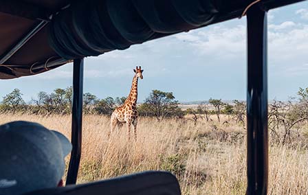 Where to go on Safari for an Adventure Like No Other