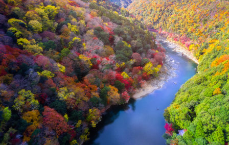 The Most Beautiful Forests in the World