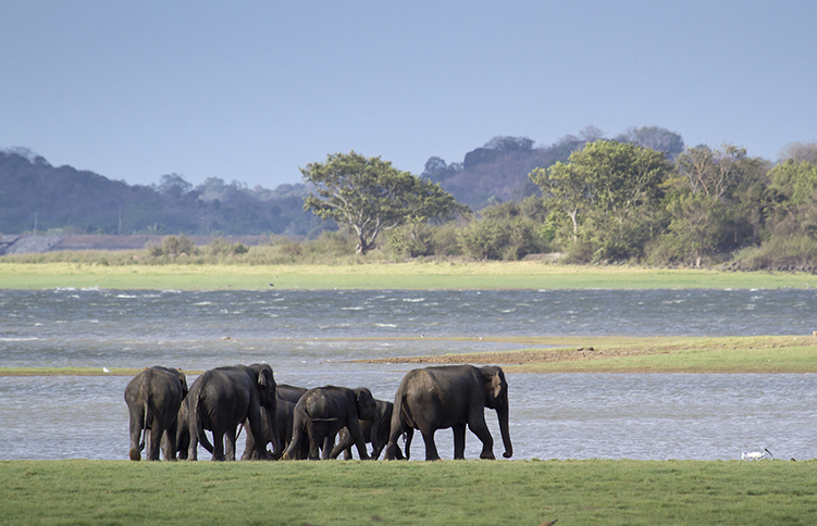 The Best National Parks in Sri Lanka