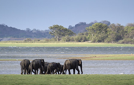 The Best National Parks in Sri Lanka