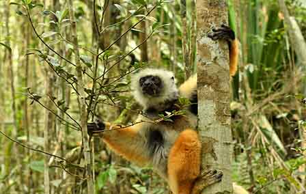 Madagascar’s Wildlife Wonderland