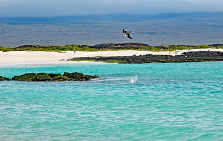 Wonder at Wildlife in the Galapagos Islands