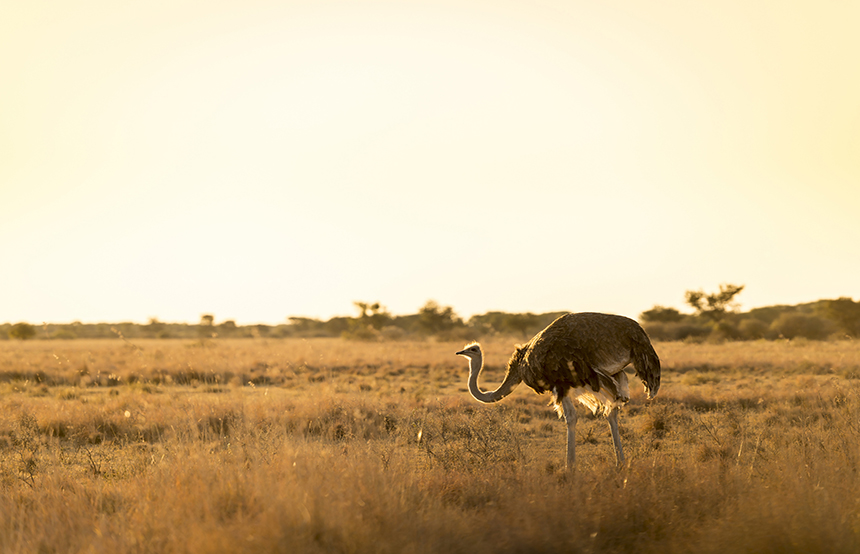 Our Favourite African Birding Safaris