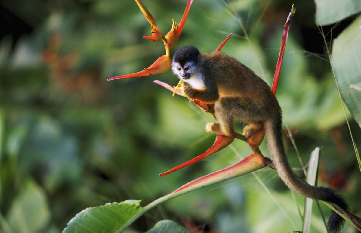 Wildlife in Costa Rica