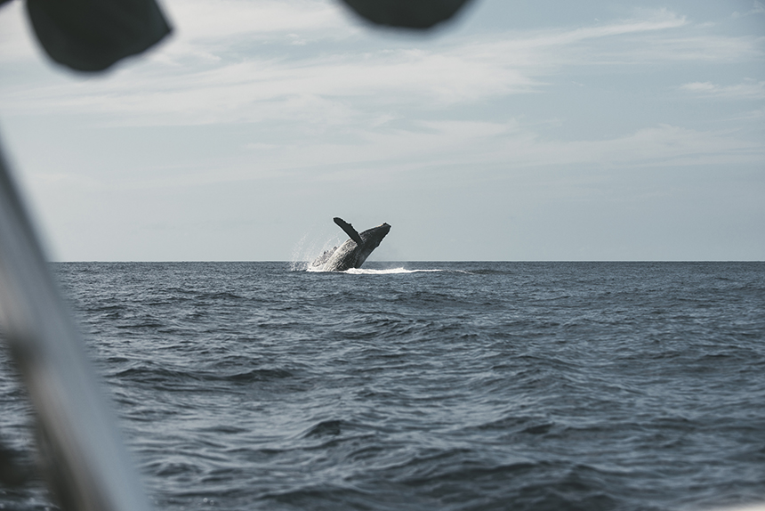 Whale Watching in Costa Rica