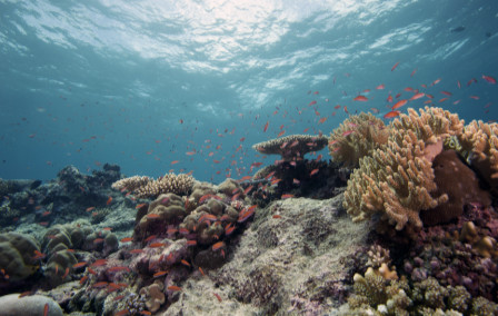 Diving in Costa Rica