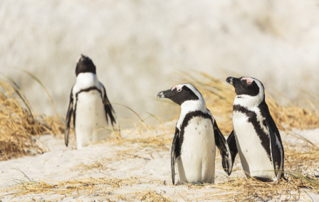 Beyond the Big Five: Where to See the Marine Five